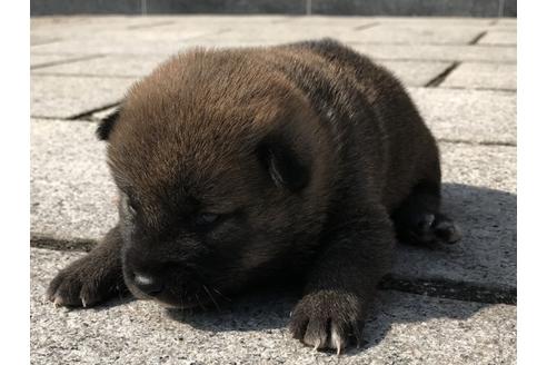 成約済の長崎県の柴犬-69095の7枚目