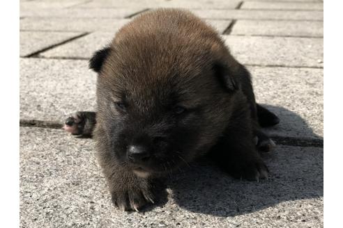 成約済の長崎県の柴犬-69095の6枚目