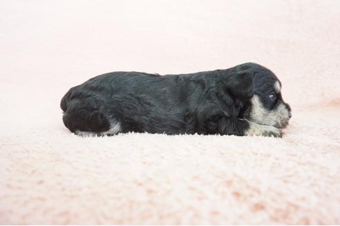 成約済の奈良県のミニチュアシュナウザー-69188の3枚目