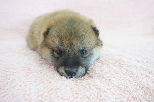 成約済の奈良県の柴犬-69192の10枚目