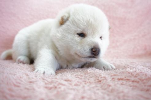 成約済の奈良県の柴犬-69193の5枚目
