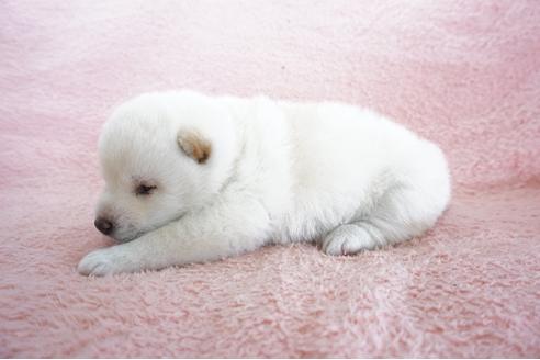 成約済の奈良県の柴犬-69193の4枚目