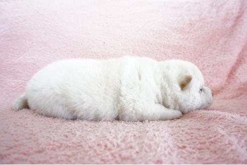 成約済の奈良県の柴犬-69193の3枚目