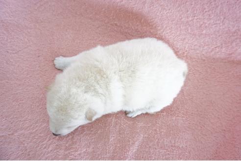 成約済の奈良県の柴犬-69193の2枚目