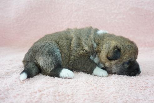 成約済の奈良県の柴犬-69201の8枚目
