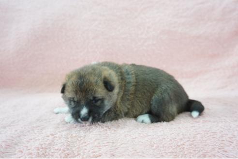 成約済の奈良県の柴犬-69201の7枚目