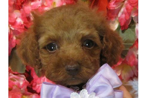 成約済の茨城県のトイプードル-69221の1枚目