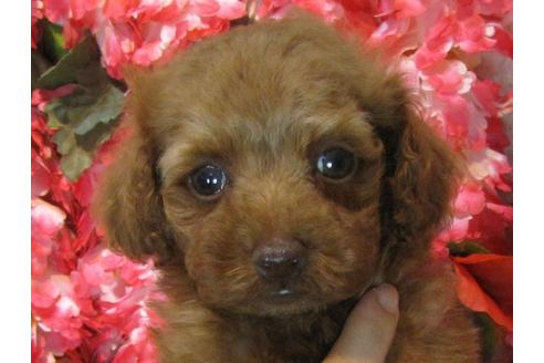 成約済の茨城県のトイプードル-69221の3枚目