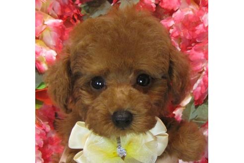 成約済の茨城県のトイプードル-69222の1枚目