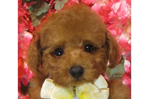 成約済の茨城県のトイプードル-69222の3枚目