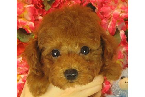 成約済の茨城県のトイプードル-69222の2枚目