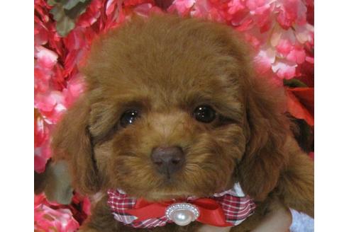 成約済の茨城県のトイプードル-69223の1枚目