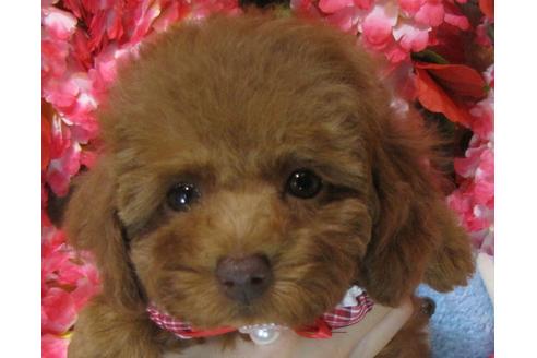 成約済の茨城県のトイプードル-69223の3枚目