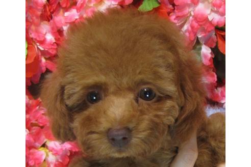 成約済の茨城県のトイプードル-69223の2枚目