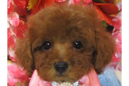 成約済の茨城県のトイプードル-69224の1枚目