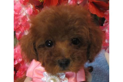 成約済の茨城県のトイプードル-69224の3枚目