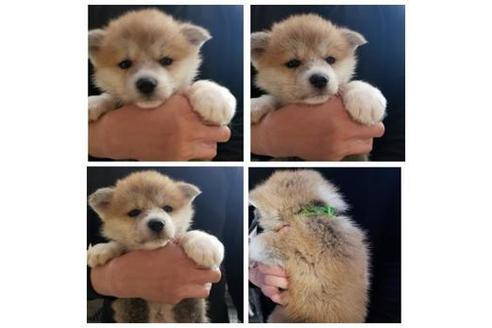成約済の北海道の秋田犬-69226