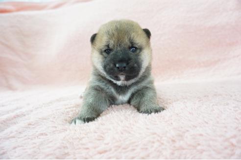 成約済の奈良県の柴犬-69228の1枚目