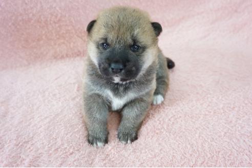 成約済の奈良県の柴犬-69228の5枚目