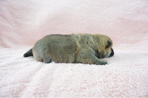 成約済の奈良県の柴犬-69228の4枚目
