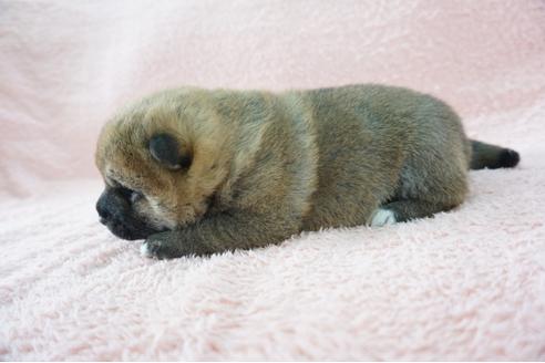 成約済の奈良県の柴犬-69228の3枚目
