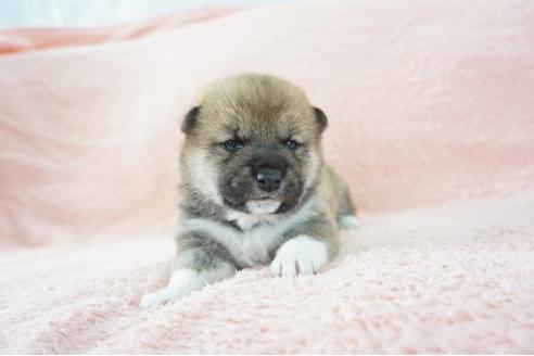 成約済の奈良県の柴犬-69229の1枚目