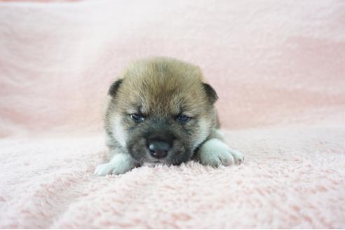 成約済の奈良県の柴犬-69229の5枚目