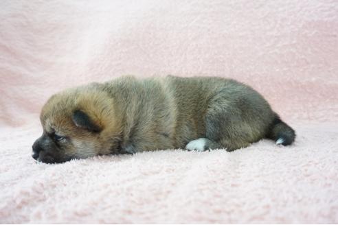 成約済の奈良県の柴犬-69229の4枚目