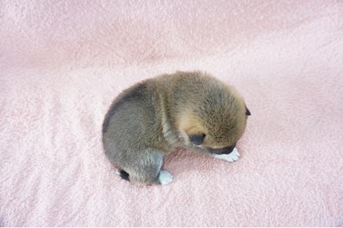 成約済の奈良県の柴犬-69229の2枚目