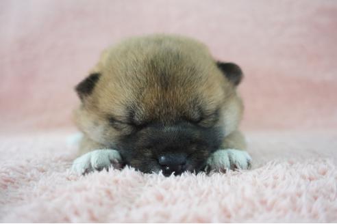 成約済の奈良県の柴犬-69230の1枚目