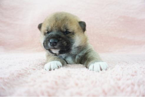 成約済の奈良県の柴犬-69230の5枚目