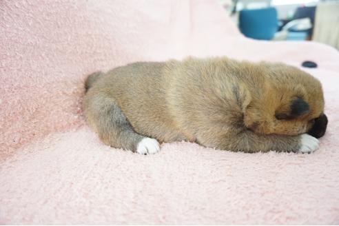 成約済の奈良県の柴犬-69230の4枚目