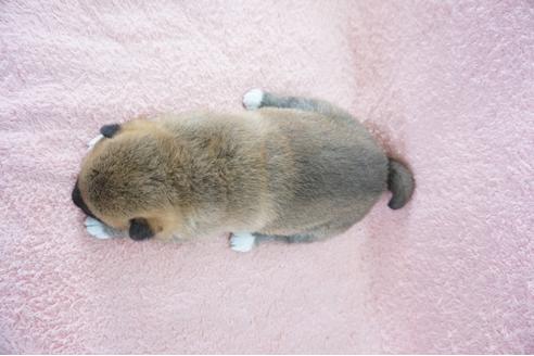 成約済の奈良県の柴犬-69230の2枚目