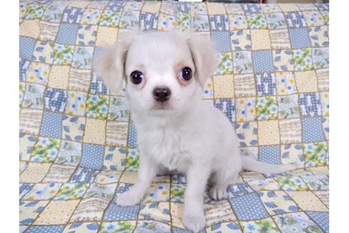 成約済の千葉県のチワワ(ロングコート)-66335の2枚目