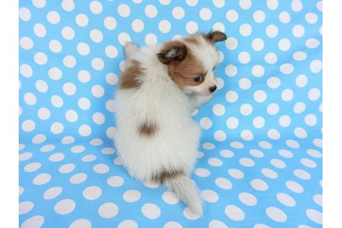 成約済の千葉県のパピヨン-68797の4枚目