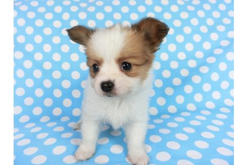 成約済の千葉県のパピヨン-68797の3枚目