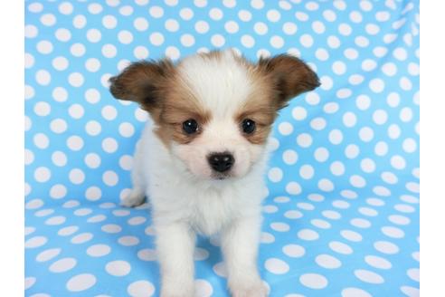 成約済の千葉県のパピヨン-68797の2枚目