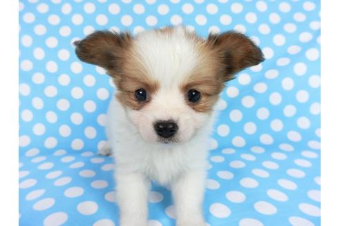 成約済の千葉県のパピヨン-68797