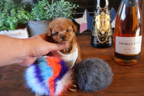 成約済の埼玉県のタイニープードル-69254の5枚目