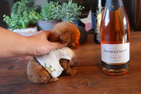 成約済の埼玉県のタイニープードル-69254の4枚目