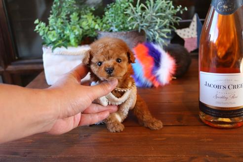 成約済の埼玉県のタイニープードル-69254の3枚目