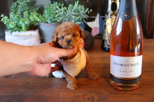 成約済の埼玉県のタイニープードル-69254の2枚目