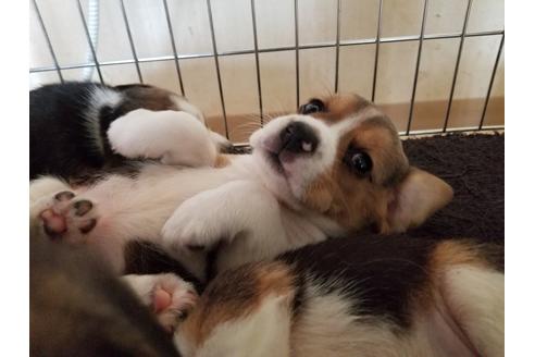 成約済の愛知県のビーグル-67879の1枚目