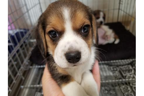 成約済の愛知県のビーグル-67878
