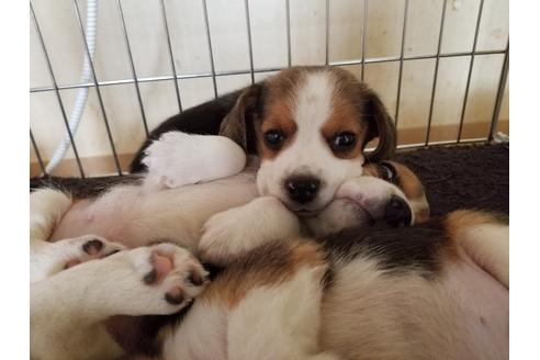 成約済の愛知県のビーグル-67878の4枚目