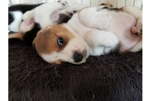 成約済の愛知県のビーグル-67878の3枚目