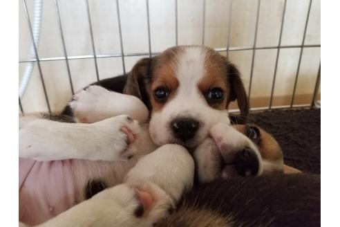 成約済の愛知県のビーグル-67878の2枚目