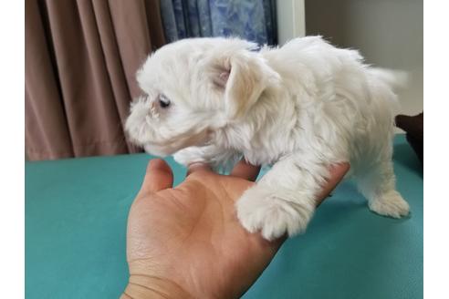 成約済の愛知県のマルチーズ-69289の3枚目