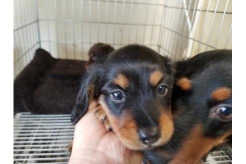 成約済の愛知県のミニチュアダックスフンド(ロングヘアード)-69293の1枚目