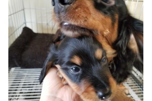 成約済の愛知県のミニチュアダックスフンド(ロングヘアード)-69293の3枚目